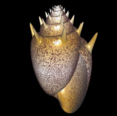 3D Cymbiola chrysostoma