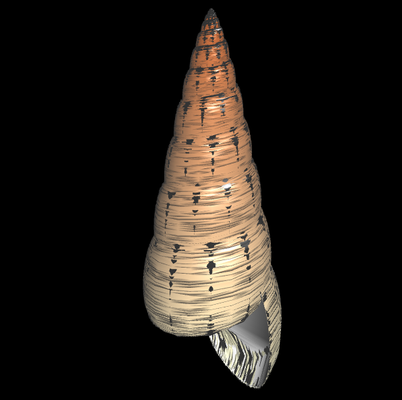 3D Maoricolpus roseus