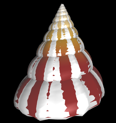 3D Tectus conus