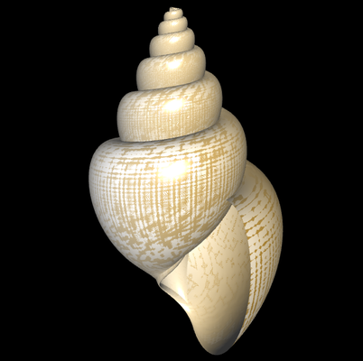 3D Neptunea antiqua