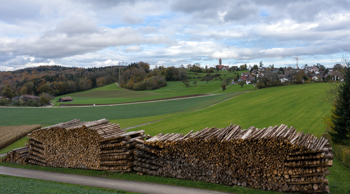 2019 Woche 49, bei Brütten Borkenkäfer-Holz