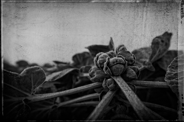 FROZEN MOMENTS I OCTOBER 2017