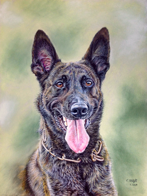 Holländischer Schäferhund Macho, 30x40cm