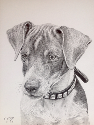 Jack Russell Terrier,  A4