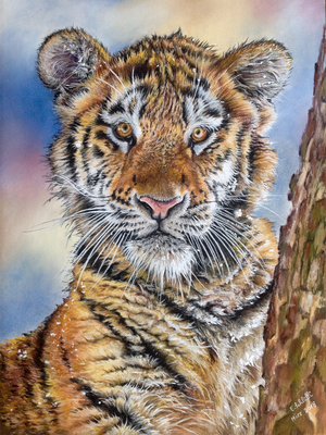 Tigerkind im Schnee, Pastell, 30x40cm, Foto Stephanie Swayne