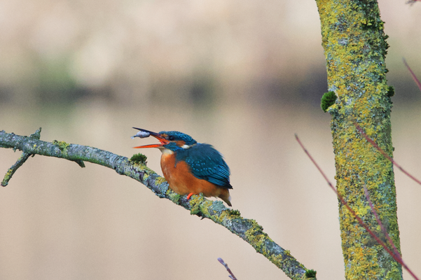 Eisvogel