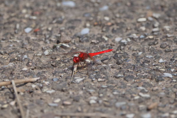 Scarlet Percher Dragonfly, Diplacodes haematodes