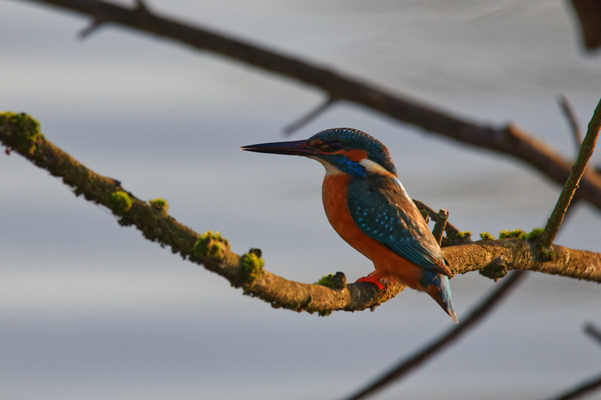 Eisvogel