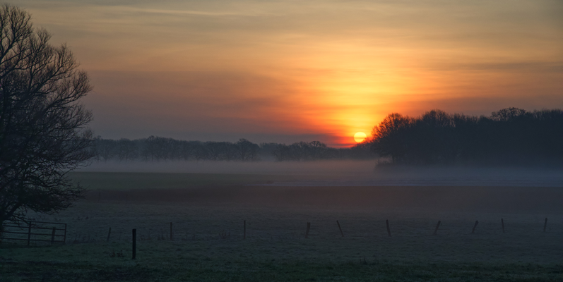 Nebelschwaden bei Sonnenaufgang, Niederrhein