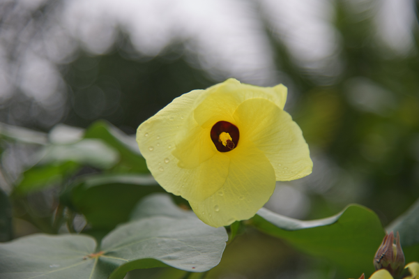  Coast cottonwood (Hibiscus tiliaceus)