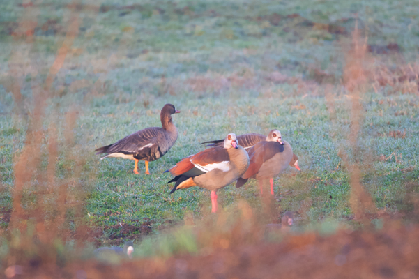 Nilgänse