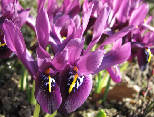 Zwerg-Iris (Iris histrioides 'George')