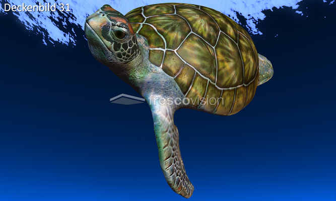 Meeresschildkröte Deckenbild 31