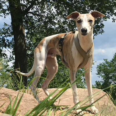 Loki