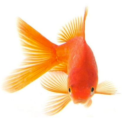 Pesce rosso