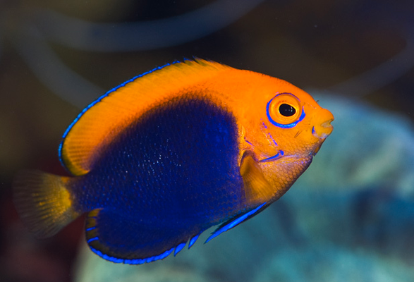 Centropyge acanthops