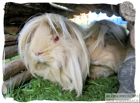 Asterix & Malin 08/2015