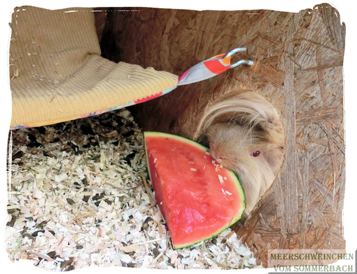 Ummo testet vorsichtig Melone