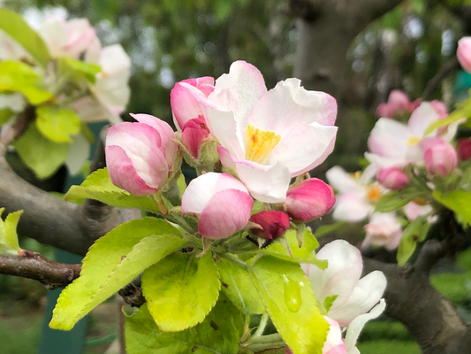 Les pommiers sont en fleur dans le jardin de La Villa Victoria Auvergne.