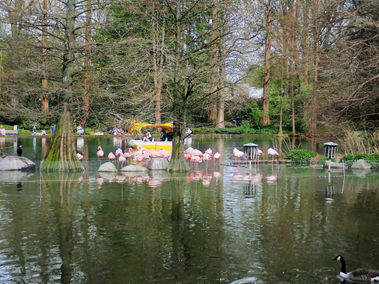 Flamingos Insel
