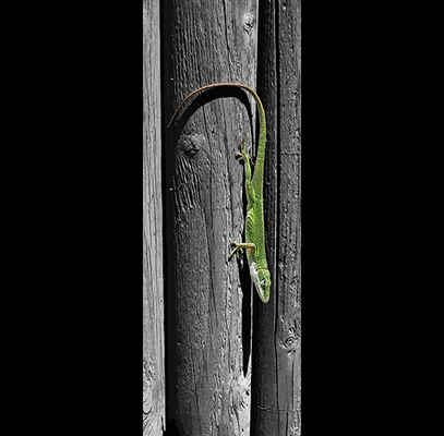 ART GECKO  (Cute gecko on a fence in Hana, Maui)