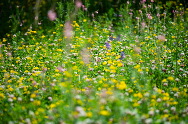 Blumenwiese ©Wagrain-Kleinarl Tourismus