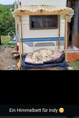 für Indy ein "Himmelbett" gebaut, damit Sie bei Regen nicht nass wird