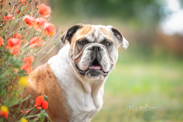 Bootsmann, englische Bulldogge