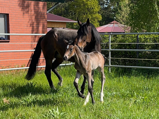 Hengst von Conkanno PS-Diarado.