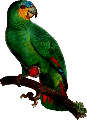 perroquet - oiseau - animaux - smiley émoticône émoji cartoon clipart illustration - artémotic