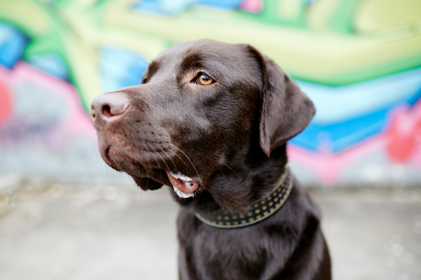 Tierfotograf Hundefotograf Pferdefotograf Fotostudio Lörrach Rheinfelden Freiburg Bad Säckingen Laufenburg Weil am Rhein Basel Bern Zürich