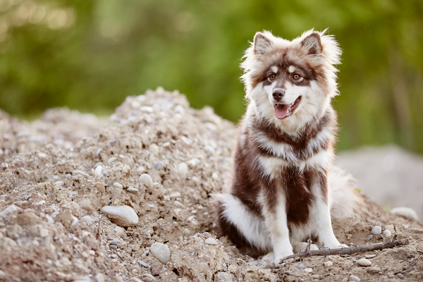Tierfotograf Hundefotograf Pferdefotograf Fotostudio Lörrach Rheinfelden Freiburg Bad Säckingen Laufenburg Weil am Rhein Basel Bern Zürich