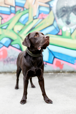 Tierfotograf Hundefotograf Pferdefotograf Fotostudio Lörrach Rheinfelden Freiburg Bad Säckingen Laufenburg Weil am Rhein Basel Bern Zürich