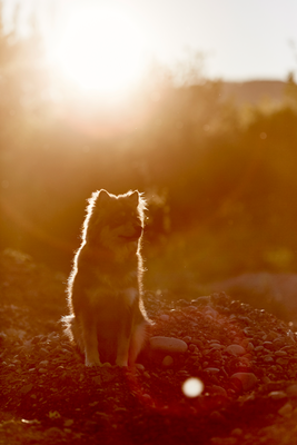 Tierfotograf Hundefotograf Pferdefotograf Fotostudio Lörrach Rheinfelden Freiburg Bad Säckingen Laufenburg Weil am Rhein Basel Bern Zürich