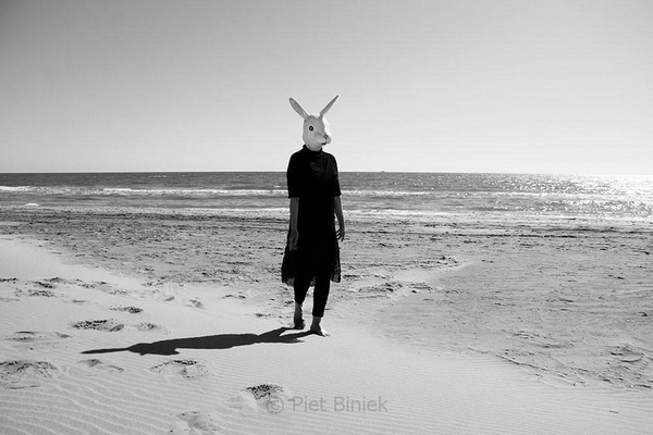 'the rabbit is back'