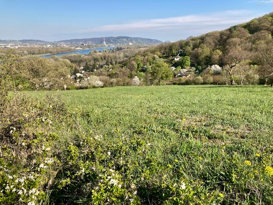 Donau Richtung Bisamberg - Blick oberhalb Hartlgraben, N 48.346 | O 16.287