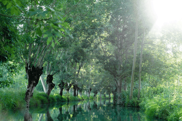 marais poitevin proche la groie l'abbé