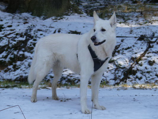 Deckrüde Stockhaar Dusty Sir of the White Heaven