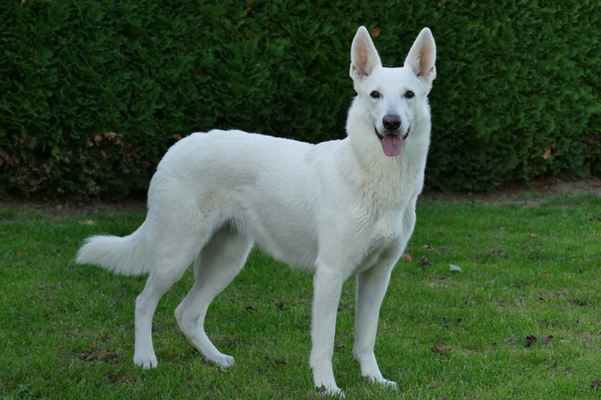  Chajasa Fjella White of the Arctic 