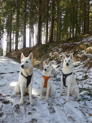 Weisse Schweizer Schäferhunde White of the Arctic