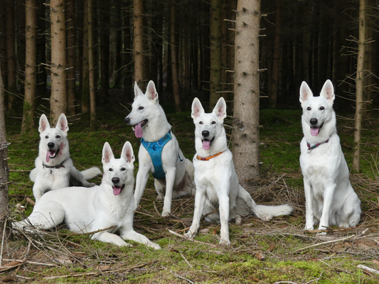 von links nach rechts: Arco, Ahyoka Skadi (liegend), Akela, Aivy Isjaki, Gracie Elayne