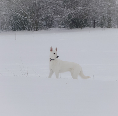 Zuchthündin Gracie Elayne der Zuchtstätte White of the Arctic