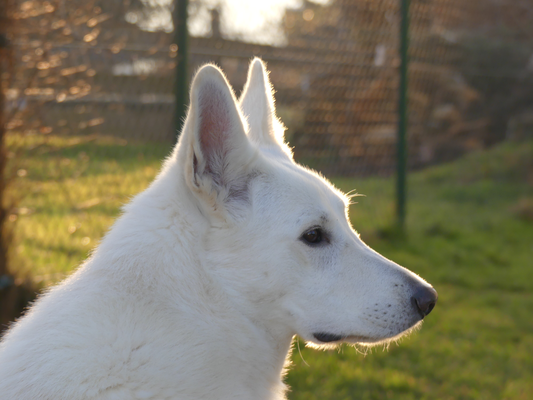 Weisser Schäferhund Rüde Stockhaar