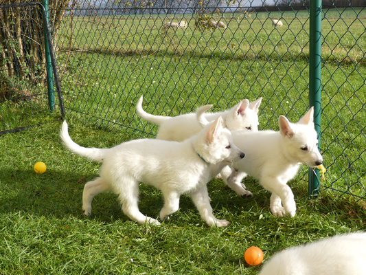 Atli Thursarson, Arthus und Apollo Aki, die Dreier-Gang