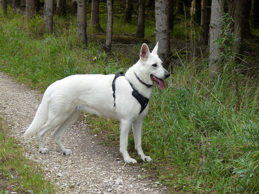 Ava Snow White of the Arctic