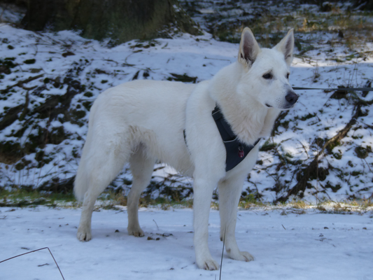 Weisser Schweizer Schäferhund Deckrüde