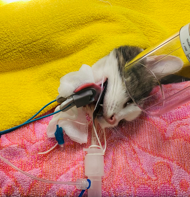 Zahnreinigung Katze Zahnkäs