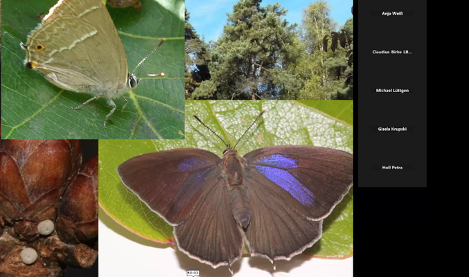 Blauer Eichenzipfelfalter