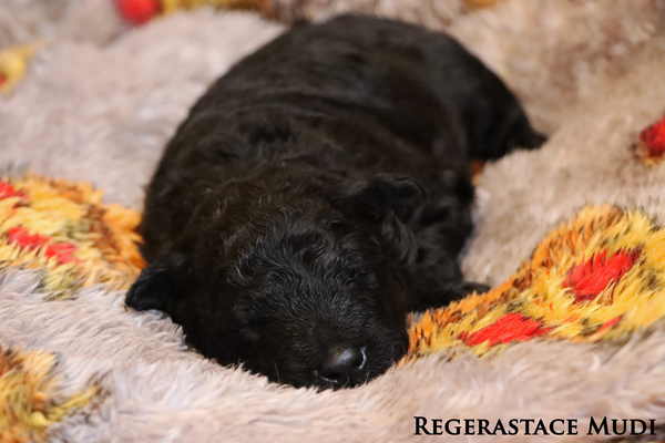 Regerastace Debauchery, aged 2 weeks