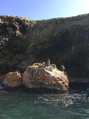 Paracas - Bootsausflug - Robben, Vögel, Pingus